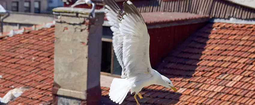 Residential Chimney Animal Removal Solution in Whitewater, WI