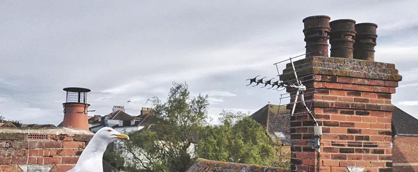Chimney Cleaning And Restoration in Whitewater, Wisconsin
